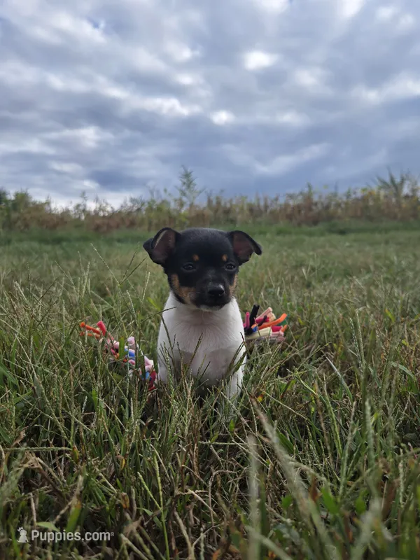 ACA Biscuit – Toy Fox Terrier puppy for sale in Versailles, MO