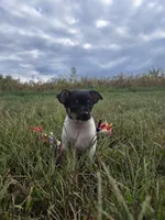 ACA Biscuit, a male Toy Fox Terrier for sale in Versailles, MO – 1 of 5