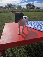 ACA Lassie, a female Toy Fox Terrier for sale in Versailles, MO – 2 of 7
