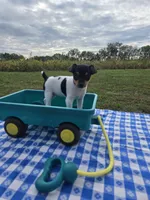 ACA Buttercup, a female Toy Fox Terrier for sale in Versailles, MO – 2 of 9