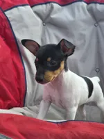 ACA Lassie, a female Toy Fox Terrier for sale in Versailles, MO – 6 of 7