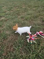 ACA Brownie Bear, a male Toy Fox Terrier for sale in Versailles, MO – 7 of 7