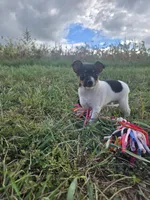 ACA Bonnie, a female Toy Fox Terrier for sale in Versailles, MO – 3 of 9