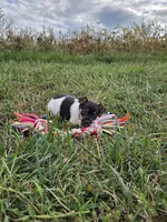 ACA Bessie, a female Toy Fox Terrier for sale in Versailles, MO – 9 of 10