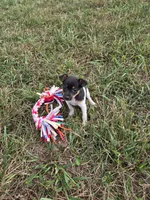 ACA Bessie, a female Toy Fox Terrier for sale in Versailles, MO – 4 of 10