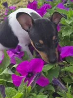 ACA Lassie, a female Toy Fox Terrier for sale in Versailles, MO – 5 of 7