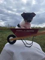 ACA Biscuit, a male Toy Fox Terrier for sale in Versailles, MO – 3 of 5