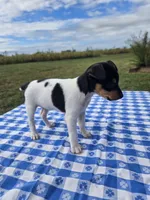 ACA Buttercup, a female Toy Fox Terrier for sale in Versailles, MO – 5 of 9