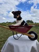 ACA Bessie, a female Toy Fox Terrier for sale in Versailles, MO – 6 of 10
