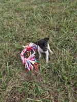ACA Bessie, a female Toy Fox Terrier for sale in Versailles, MO – 8 of 10