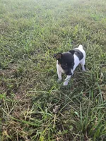 ACA Bonnie, a female Toy Fox Terrier for sale in Versailles, MO – 8 of 9