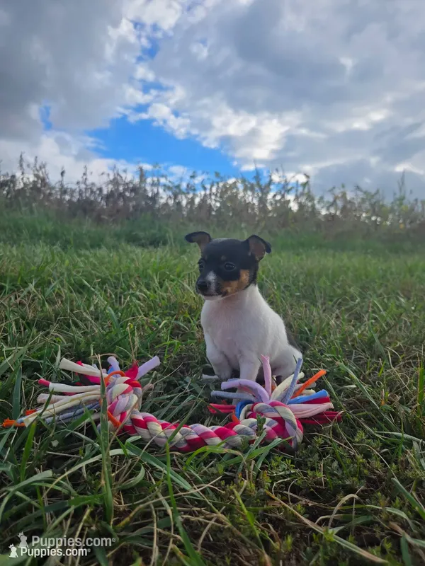 ACA Bonnie – Toy Fox Terrier puppy for sale in Versailles, MO