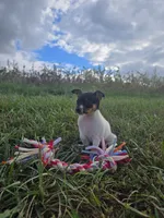 ACA Bonnie, a female Toy Fox Terrier for sale in Versailles, MO – 7 of 9