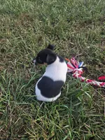 ACA Bonnie, a female Toy Fox Terrier for sale in Versailles, MO – 6 of 9
