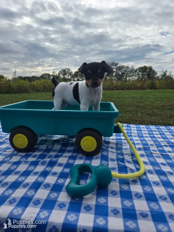 ACA Buttercup – Toy Fox Terrier puppy for sale in Versailles, MO