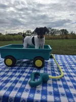 ACA Buttercup, a female Toy Fox Terrier for sale in Versailles, MO – 1 of 9