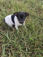 ACA Biscuit, a male Toy Fox Terrier for sale in Versailles, MO – 5 of 5
