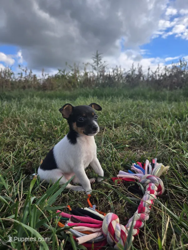 ACA Bonnie – Toy Fox Terrier puppy for sale in Versailles, MO