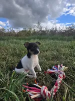 ACA Bonnie, a female Toy Fox Terrier for sale in Versailles, MO – 1 of 9