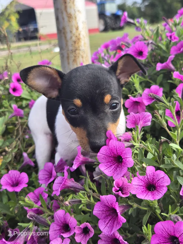 ACA Lassie – Toy Fox Terrier puppy for sale in Versailles, MO