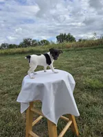 ACA Bessie, a female Toy Fox Terrier for sale in Versailles, MO – 7 of 10