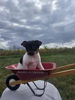 ACA Biscuit, a male Toy Fox Terrier for sale in Versailles, MO – 4 of 5
