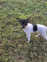 ACA Lassie, a female Toy Fox Terrier for sale in Versailles, MO – 3 of 7
