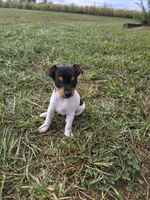 ACA Buttercup, a female Toy Fox Terrier for sale in Versailles, MO – 3 of 9