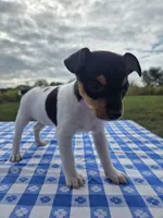 ACA Buttercup, a female Toy Fox Terrier for sale in Versailles, MO – 8 of 9