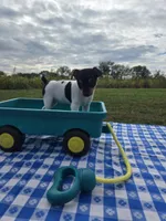 ACA Buttercup, a female Toy Fox Terrier for sale in Versailles, MO – 6 of 9