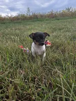 ACA Biscuit, a male Toy Fox Terrier for sale in Versailles, MO – 2 of 5
