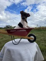 ACA Bessie, a female Toy Fox Terrier for sale in Versailles, MO – 2 of 10