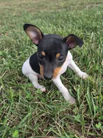 ACA Lassie, a female Toy Fox Terrier for sale in Versailles, MO – 7 of 7