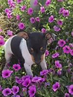 ACA Lassie, a female Toy Fox Terrier for sale in Versailles, MO – 4 of 7