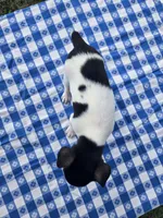 ACA Buttercup, a female Toy Fox Terrier for sale in Versailles, MO – 4 of 9