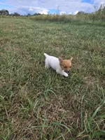 ACA Brownie Bear, a male Toy Fox Terrier for sale in Versailles, MO – 4 of 7
