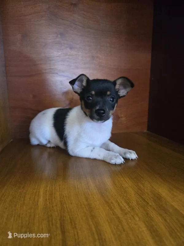 ACA Biscuit – Toy Fox Terrier puppy for sale in Versailles, MO