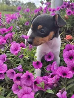 ACA Buttercup, a female Toy Fox Terrier for sale in Versailles, MO – 9 of 9
