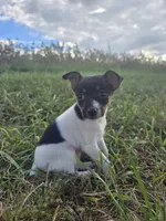 ACA Bonnie, a female Toy Fox Terrier for sale in Versailles, MO – 5 of 9
