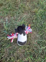 ACA Bonnie, a female Toy Fox Terrier for sale in Versailles, MO – 9 of 9