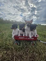 ACA Bonnie, a female Toy Fox Terrier for sale in Versailles, MO – 4 of 9