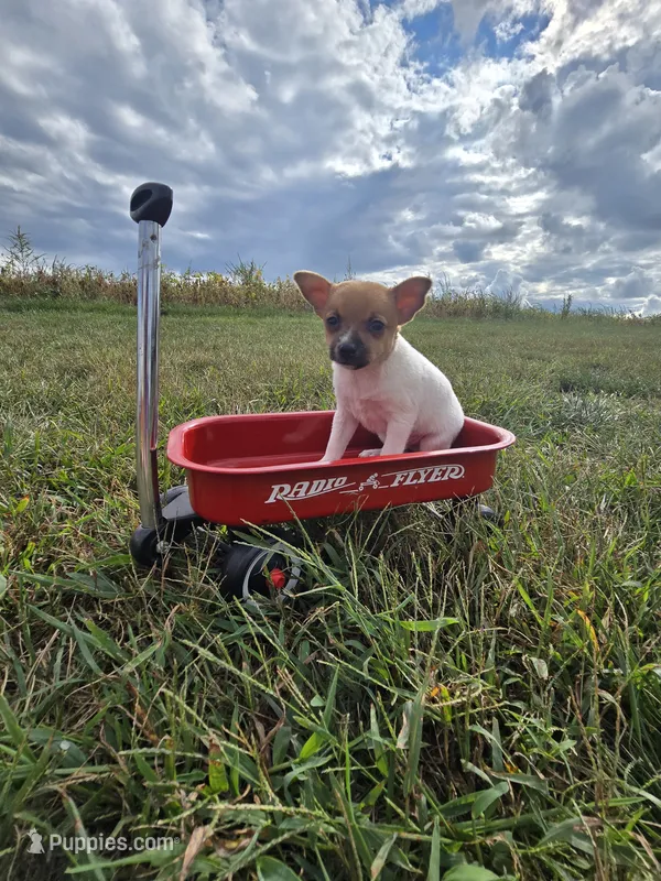 ACA Brownie Bear – Toy Fox Terrier puppy for sale in Versailles, MO