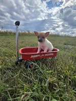 ACA Brownie Bear, a male Toy Fox Terrier for sale in Versailles, MO – 5 of 7