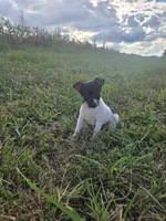 ACA Bonnie, a female Toy Fox Terrier for sale in Versailles, MO – 2 of 9