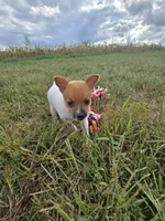 ACA Brownie Bear, a male Toy Fox Terrier for sale in Versailles, MO – 3 of 7