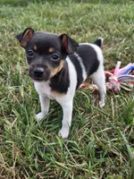 ACA Bessie, a female Toy Fox Terrier for sale in Versailles, MO – 3 of 10
