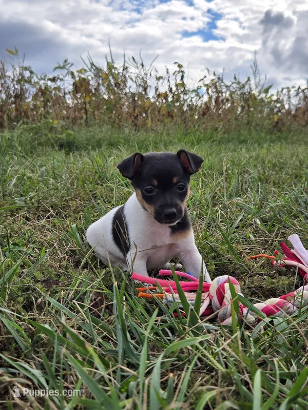 ACA Bessie – Toy Fox Terrier puppy for sale in Versailles, MO