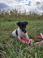 ACA Bessie, a female Toy Fox Terrier for sale in Versailles, MO – 1 of 10