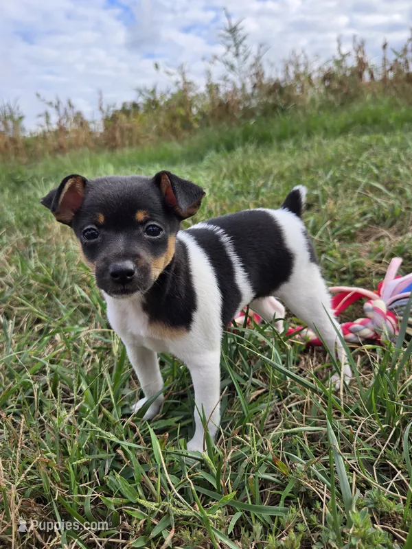 ACA Bessie – Toy Fox Terrier puppy for sale in Versailles, MO
