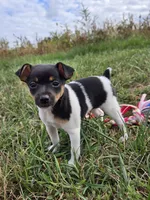 ACA Bessie, a female Toy Fox Terrier for sale in Versailles, MO – 5 of 10
